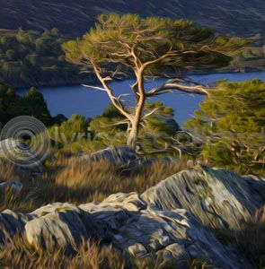 Scots Pine, Glen Affric (Art)