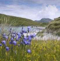 Harebells on the Beach, Vatersay (Art)