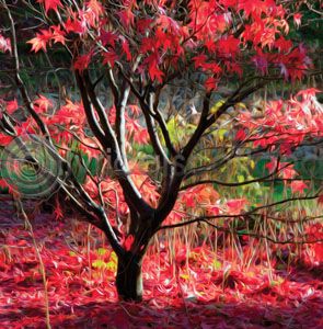 Red Acer (Art) (Apr)