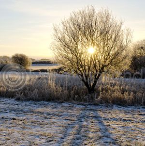 Burning Bush (Colour) (Apr)