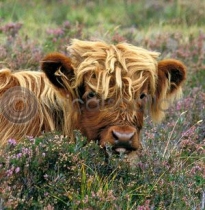 Highland Calf in Heather (Colour) (Apr)