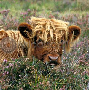 Highland Calf in Heather (Colour) (Apr)