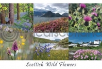 Scottish Wild Flowers Composite