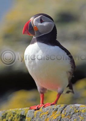 Puffin Magnet (V)