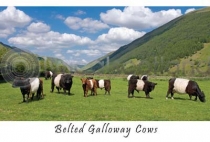 Belted Galloway Cows (HA6)