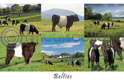 Belties Composite (HA6)