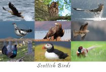 Scottish Birds Composite Postcard (HA6)