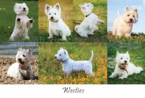 Westies Composite Postcard (HA6)