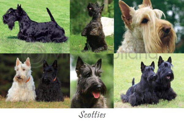 Scotties Composite Postcard (HA6)