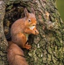 Red Squirrel Colour Photo Greetings Card