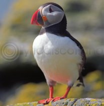 Puffin Colour Photo Greetings Card