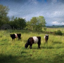 Belties Colour Art Greetings Card