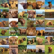 Highland Cows Composite Colour Photo Greetings Card