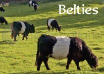 Belties Magnet (H)