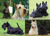 Scotties Composite Magnet (H)