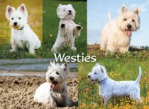 Westies Composite Magnet (H)