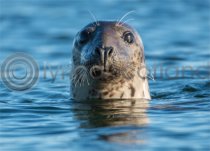 Scottish Seal Magnet (H)