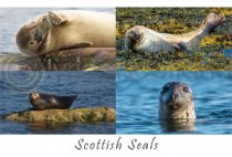 Scottish Seals Composite Postcard (HA6)