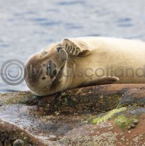 Scottish Seal Colour Photo Greetings Card