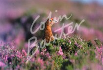 Red Grouse 1 Postcard (H Std CB)