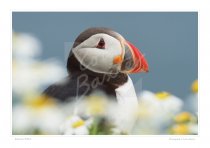 Atlantic Puffin Print