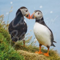 Atlantic Puffin Greetings Card (CB)