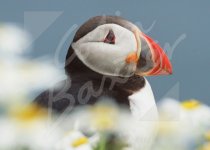 Atlantic Puffin 1 Magnet (H CB)