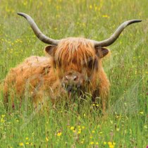 Highland Cow in meadow Greetings Card (CB)