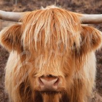 Highland Cow (head on) Greetings Card (CB)