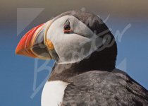 Atlantic Puffin 2 Magnet (H CB)