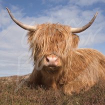 Highland Cow Greetings Card (CB)