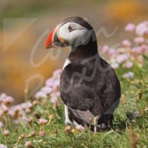 Atlantic Puffin 2 Greetings Card (CB)