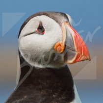 Atlantic Puffin 1 Greetings Card (CB)