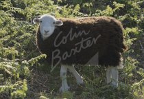 Herdwick Sheep, Lake District Postcard (H Std CB)