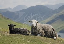 Herdwick sheep & Lamb, Buttermere, Lake District Postcard (H Std