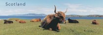 Highland Cows Postcard (H Pan CB)