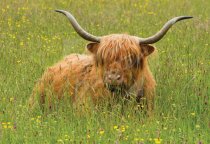 Highland Cow Postcard (H Std CB)