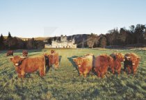 Highland Cattle at Balmoral Castle Postcard (H Std CB)