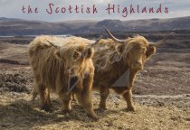 Highland Cows Postcard (H Std CB)