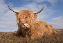 Highland Cow (sitting down face on) Postcard (H Std CB)