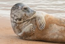 Grey Seal 2 Postcard (H Std CB)