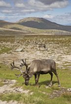 Reindeer, Cairngorms National Park Postcard (V Std CB)