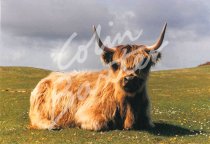 Highland Cow (sitting down) Postcard (H Std CB)