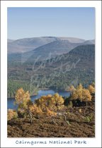 Rothiemurchus, Cairngorms National Park Postcard (V Std CB)