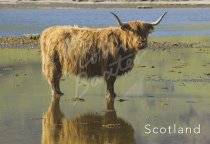 Highland Cow (reflection) Postcard (H Std CB)