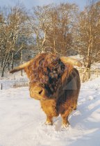 Highland Bull Postcard (V Std CB)