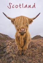 Highland Cow Postcard (V Std CB)