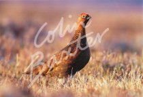 Red Grouse 2 Postcard (H Std CB)