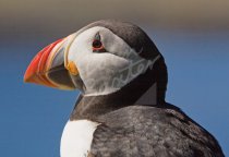 Atlantic Puffin Postcard (H Std CB)