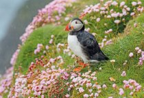 Atlantic Puffin & Sea Pinks Postcard (H Std CB)